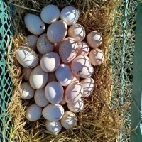 تخم‌بوقلمون