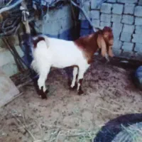 چند راس گوسفند فروشی چاق