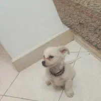 توله اشپیتز 7 تومن