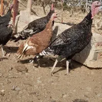 بوقلمون شاخدار غاز