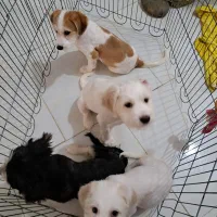 فروش سگ شیتزو تریر