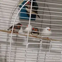 حراج مرغ عشق و فنچ|پرنده|قائمشهر, |دیوار