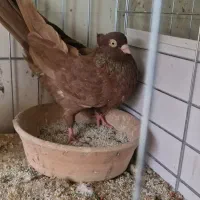 سرخ زاغ آبادانی|پرنده|شهرضا, |دیوار