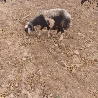 میش افشاری آبستن