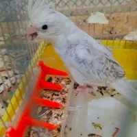 عروس هلندی ماده