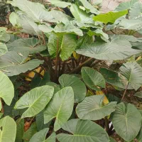 گل بابا آدم|گل و گیاه طبیعی|شاندرمن, |دیوار