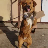 سگ ماده|سگ|بهار, |دیوار