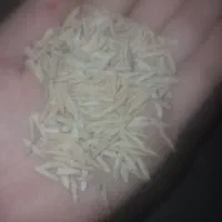 شالی بزری فجر قیمت ۱۵۰۰۰۰۰|عمده‌فروشی|خان ببین, |دیوار