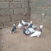 کبوترفروشی|پرنده|تربت جام, جامرود|دیوار