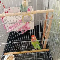 طوطی برزیلی مولد|پرنده|رودهن, |دیوار