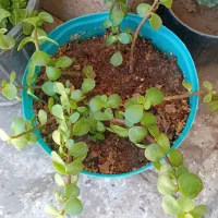 گل بسیار شاداب و زینتی|گل و گیاه طبیعی|سبزوار, قلعه‌نو دهزار|دیوار