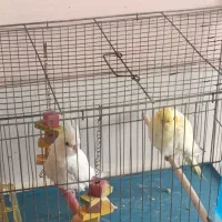 جوجه عروس هلندی. قناری|پرنده|شیراز, سعدیه شمالی|دیوار