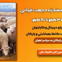 پاک کردن کله پاچه سیرابی گوسفند زنده دامداری شهران|حیوانات مزرعه|تهران, جیحون|دیوار