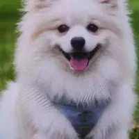 سگ اشپیتز اصل