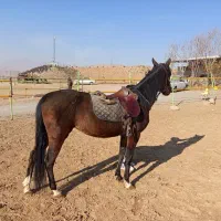 اسب کرد عرب