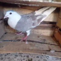 کفتر گوک فروشی|پرنده|ایرانشهر, |دیوار