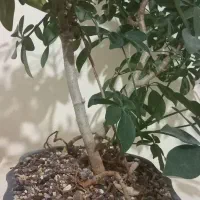 بونسای شفلرا|گل و گیاه طبیعی|کرمانشاه, |دیوار