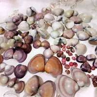 صدف تزیینی سنگ ریزه