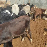 گوساله ماده محلی ۲۲راس|حیوانات مزرعه|کوهدشت, |دیوار