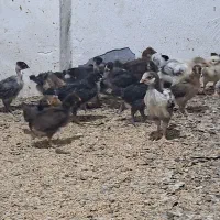 جوجه مرغ محلی یک ماهه