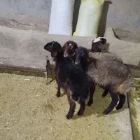 بره|حیوانات مزرعه|ساروق, |دیوار