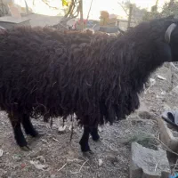 بره نر دو رگ