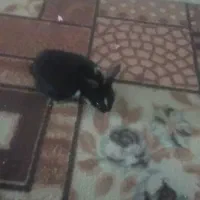 اهواز  درویشه