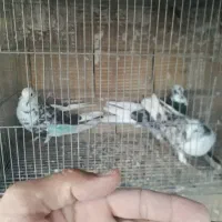 کبوتر|پرنده|قم, نیروگاه|دیوار