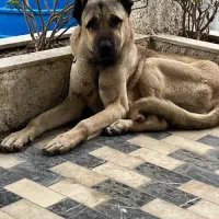 سگ کانگال|سگ|نوشهر, |دیوار