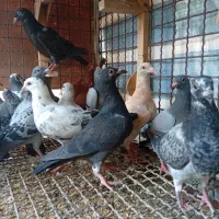 کبوتر پلاکی جوجه گهک شکری سرور سبز