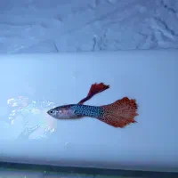 ماهی های اکواریمی و به همراه گیاه|ماهی|تهران, وحیدیه|دیوار