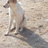 توله سرابی ۴نیم ماهه