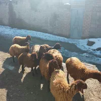 هفت راس میش و بره ماده آبستن