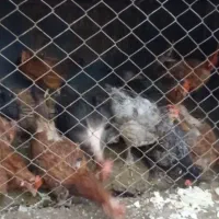 مرغ تخم گذار فقط ۳۰۰ حراج|حیوانات مزرعه|نوشین شهر, |دیوار