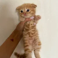 بچه گربه