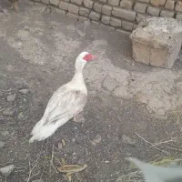اردک اسرائیلی