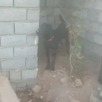 سگ بومی|سگ|برخوار, |دیوار