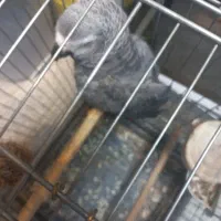 کاسکو