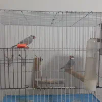 فنچ نرگسی|پرنده|قوچان, |دیوار