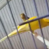 قناری رسمی بلنددوتا نر مست دوتا ماده تویسرکان