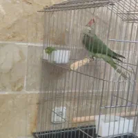 یک جفت شاه طوطی