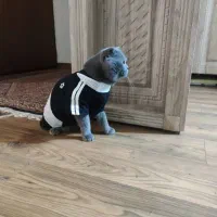 گربه اسکاتیش بلو فحل