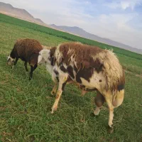 قوچ پلنگی بروجردی