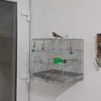 سهره|پرنده|کبودرآهنگ, |دیوار