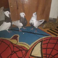 باسلام سه عدد کبوتر خوب ۲طوقی ۱دمبی|پرنده|یاسوج, |دیوار