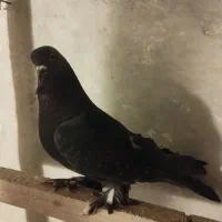 سسلی نر پرشی 900