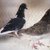 کبوتر بعدظهری|پرنده|قم, نیروگاه|دیوار