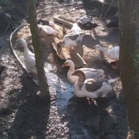 غاز نر محلی