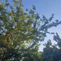باغچه ۵۰۰ متری بن جعفر بهترین لوکیشن