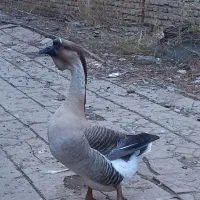 قوغاز|حیوانات مزرعه|آزادشهر, |دیوار